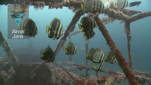 philippines dive sites