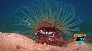 verde island dive sites