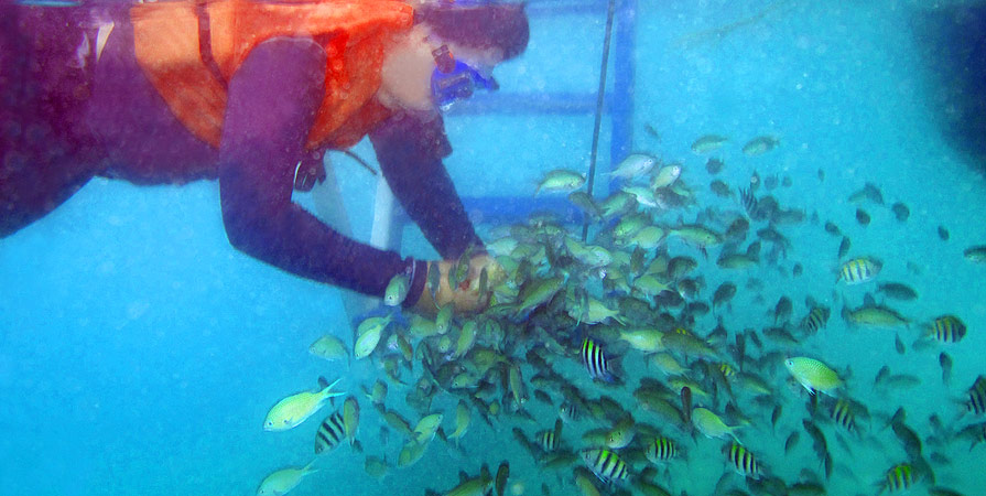 Fish Feeding at Puerto Galera