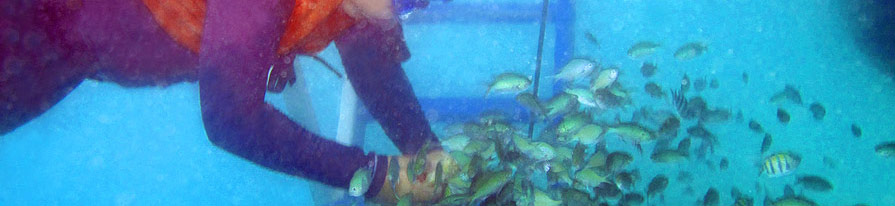 Fish Feeding at Puerto Galera