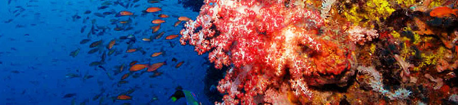 Scuba Diving Puerto Galera